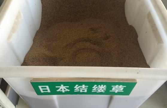 为什么没有马尼拉草籽,为什么马尼拉草坪比百慕大贵