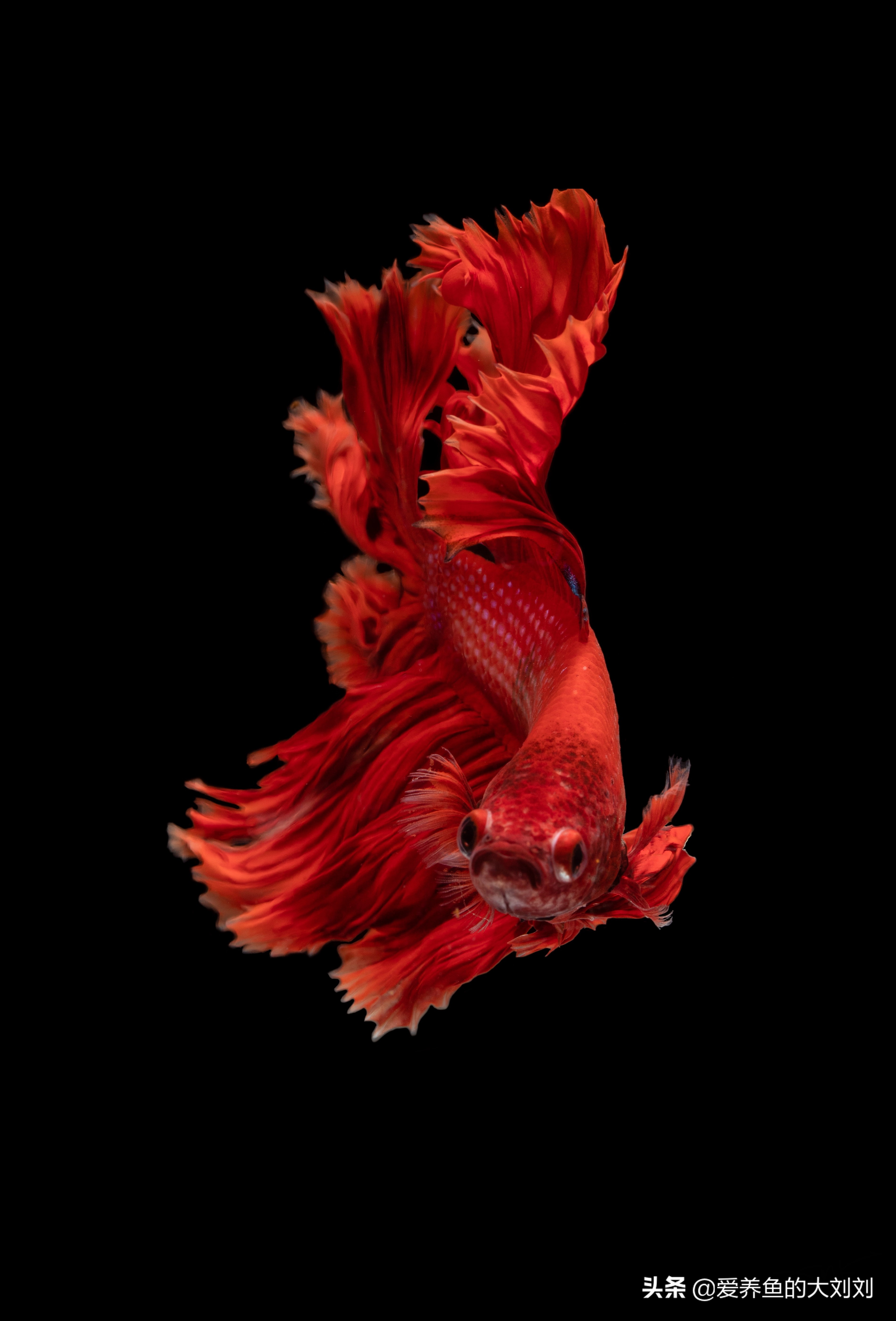 中国斗鱼好养还是泰国斗鱼好养,中国斗鱼和泰国斗鱼有什么区别