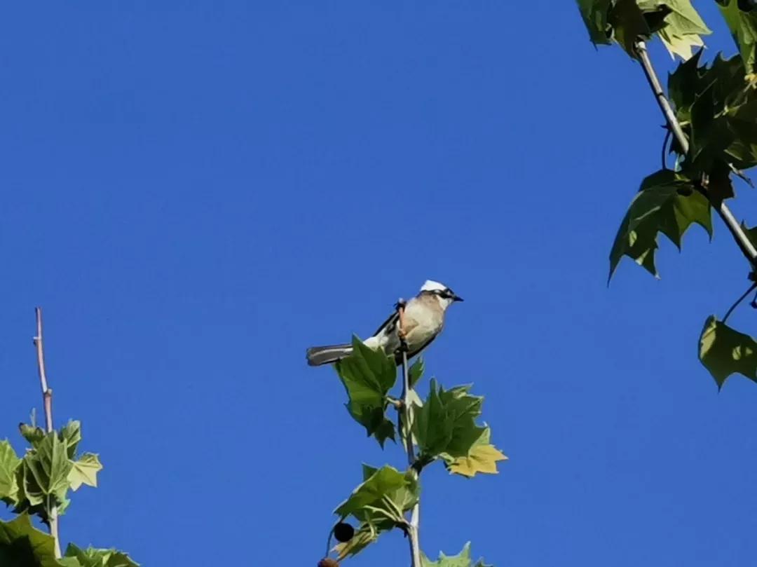 南通大学杏林学院多大面积,南通大学杏林学院排名