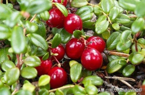 它长在矮丛里，丰收就得灌水，产量高保鲜期长，鲜果却少有人吃过