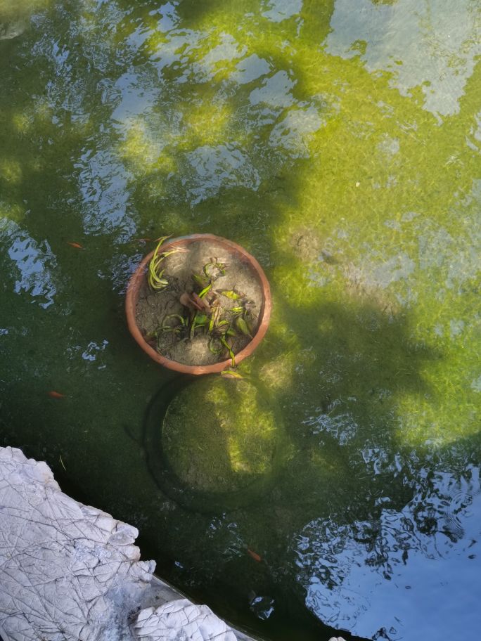 紫清山房琐记（135）栽种睡莲