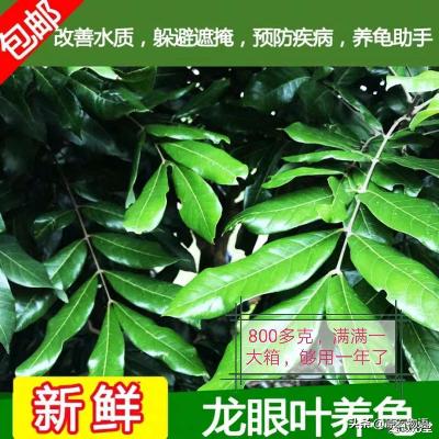 盘龟壳会玉化包浆后效果视频,龟壳盘多久玉化包浆起荧光