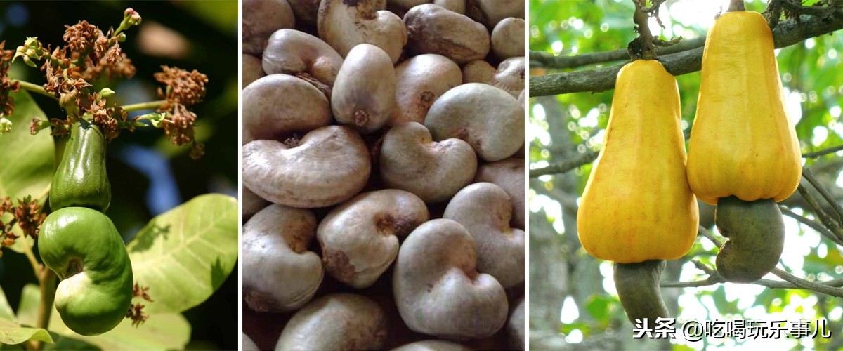 像花生一样好吃的腰果长在树上吗,腰果树上的腰果