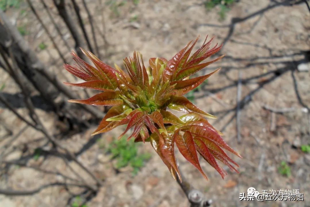 漫谈起源于中国的蔬菜