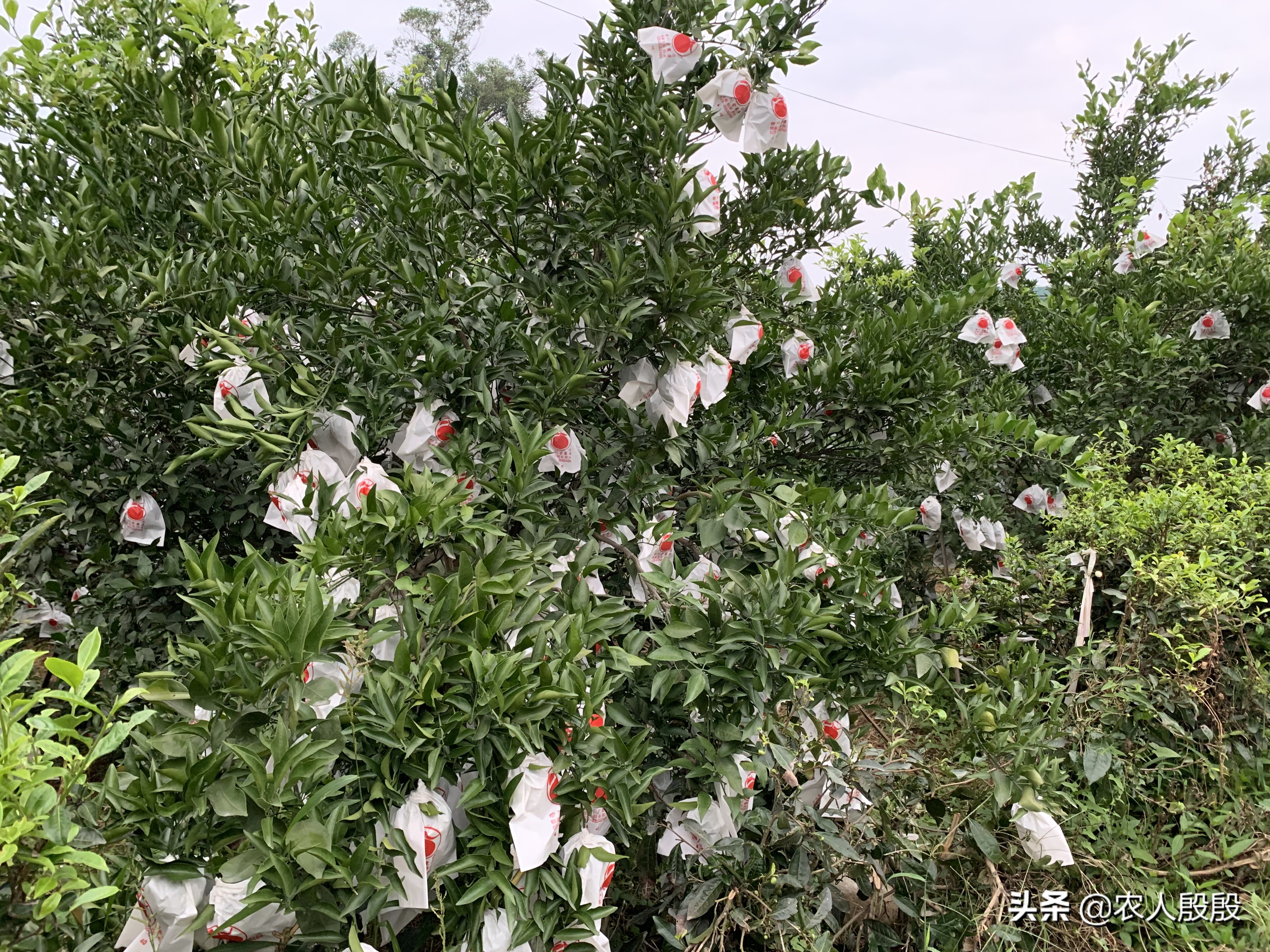 柑橘果实发黄是什么情况,促进柑橘果实着色的措施