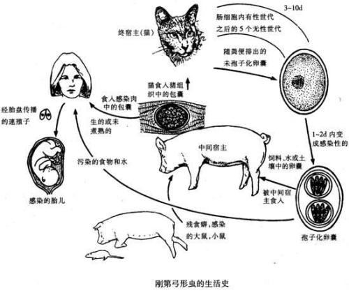球虫药不能和什么药一起用,替米考星可以和球虫药一起用吗