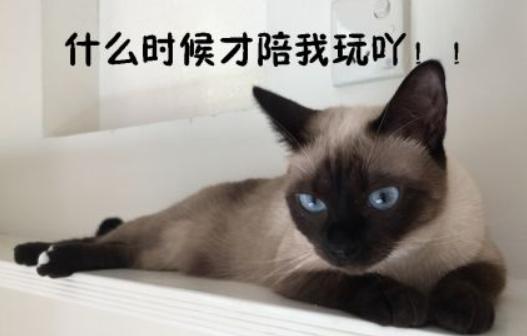 猫咪半夜挠卧室门怎么纠正,不想猫咪上床怎么办