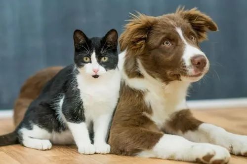 宠物看病怕被坑？宠物医院常见项目检查费用，了解一下