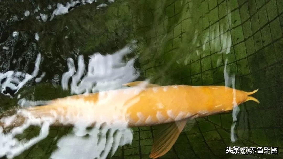 这位土豪家的渔场，光滤材就花了500多万，你确定不要见识一下？