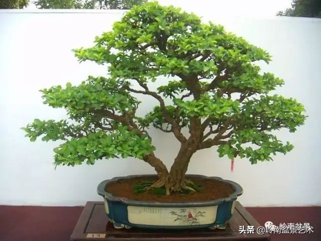 双干树,双干型果树