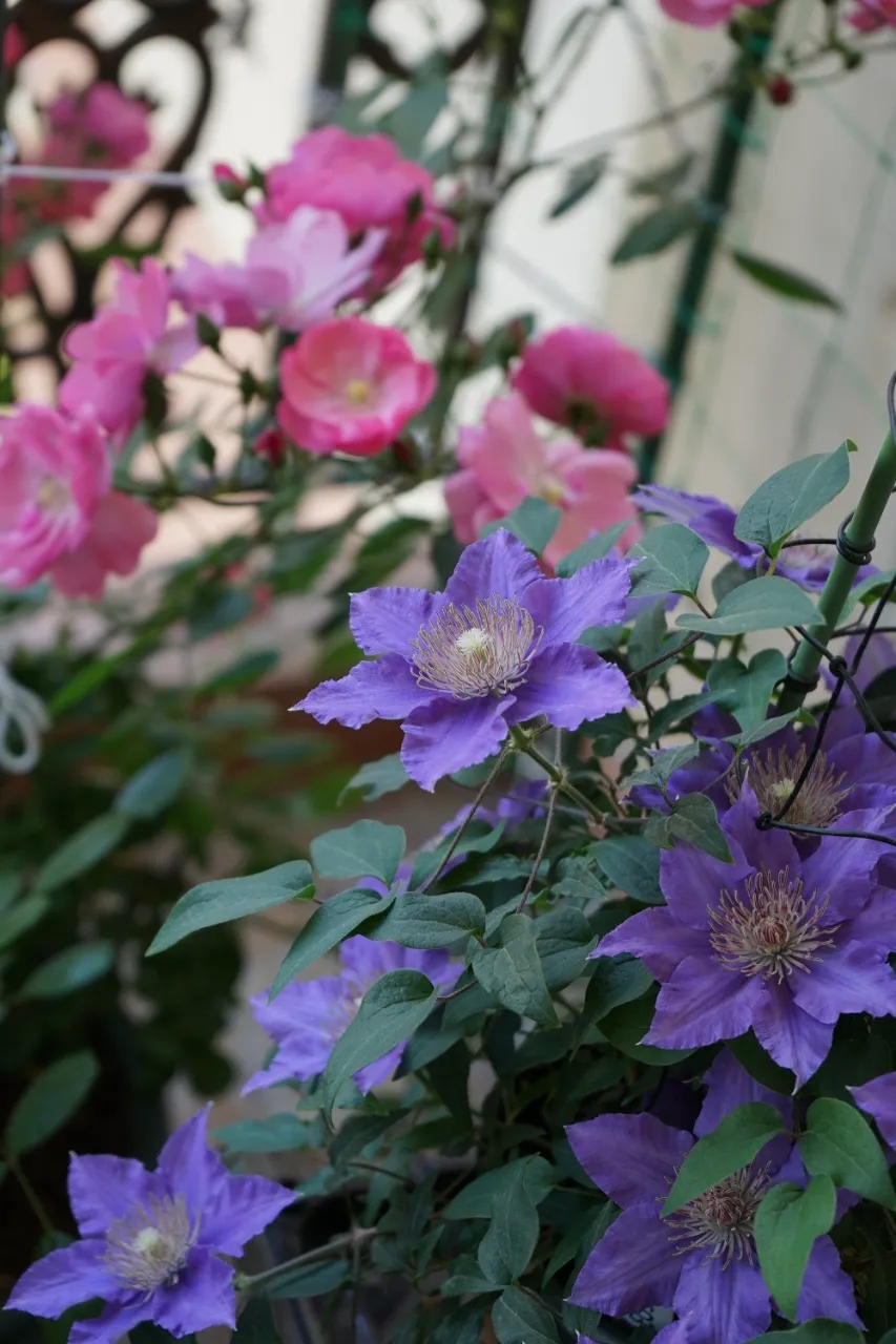 铁线莲牵引老枝折断了怎么办,铁线莲嫩枝折断