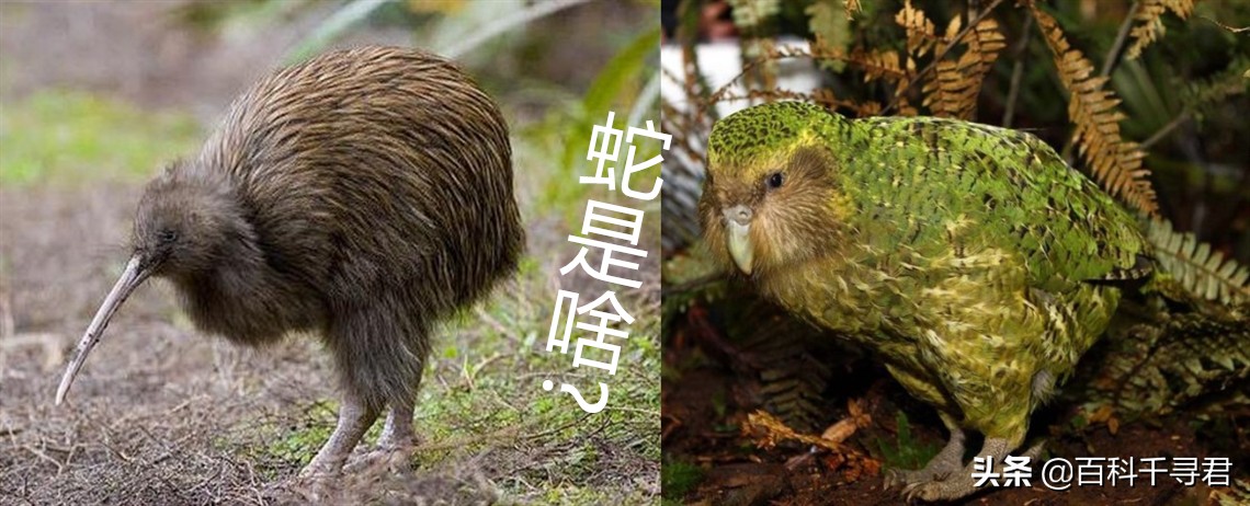 有哪些非常非常可怕的蛇类,人们最害怕的是大型蛇类