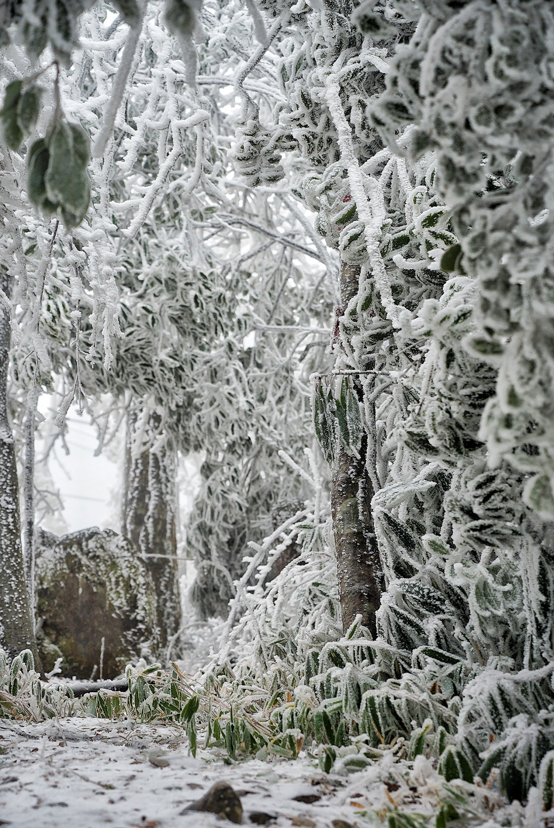 张家界雪季攻略,冬天湖南张家界攻略