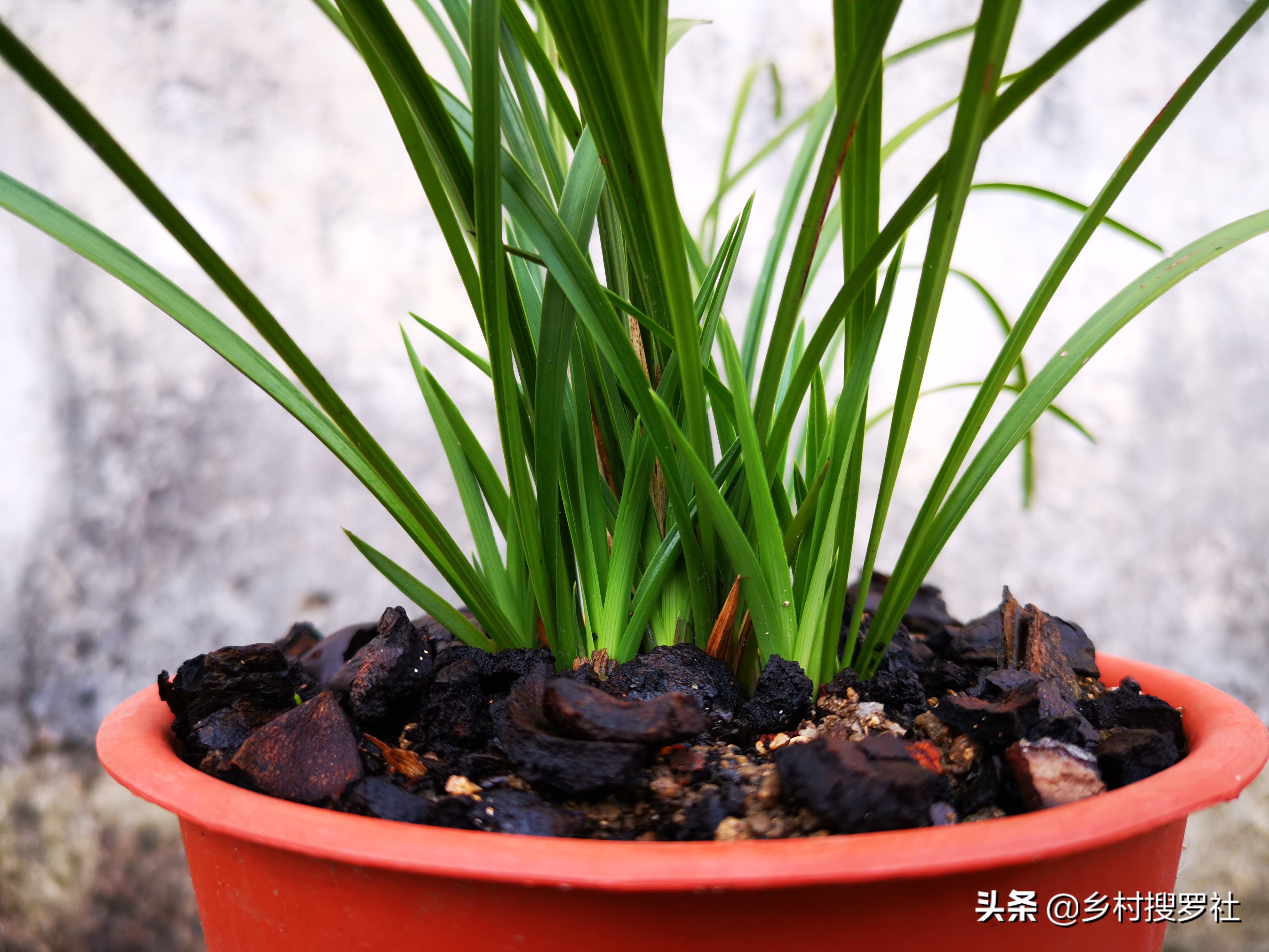 兰花种植用什么肥料,兰花现在应该用什么肥好