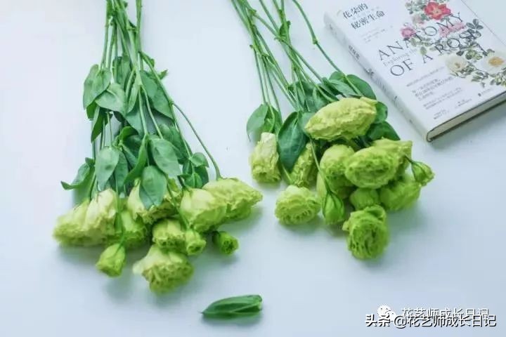 开花店花材损耗,花店新到花材如何打理