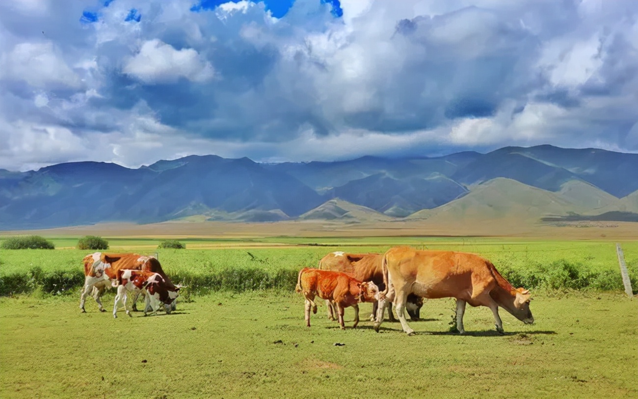 有前中后调的*疆新***子奶**，被喝成奶中“玲娜贝儿”