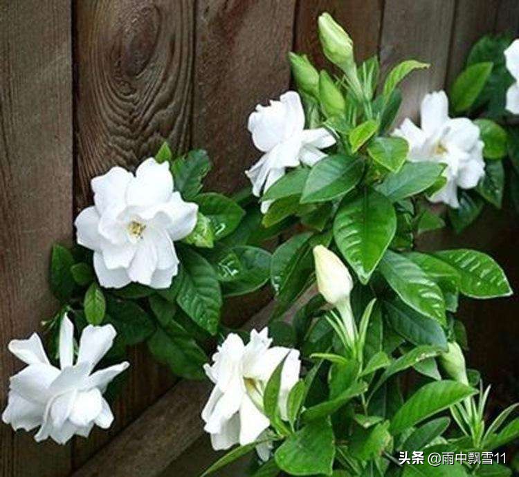 栀子黄叶怎么补救最快方法,栀子叶片发黄是什么原因引起的