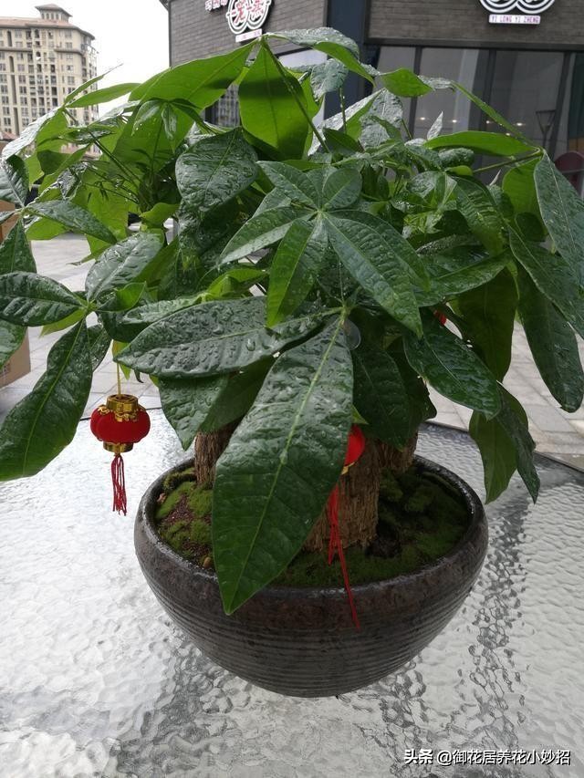 发财树有什么养花技巧,养花技巧发财树怎么养护