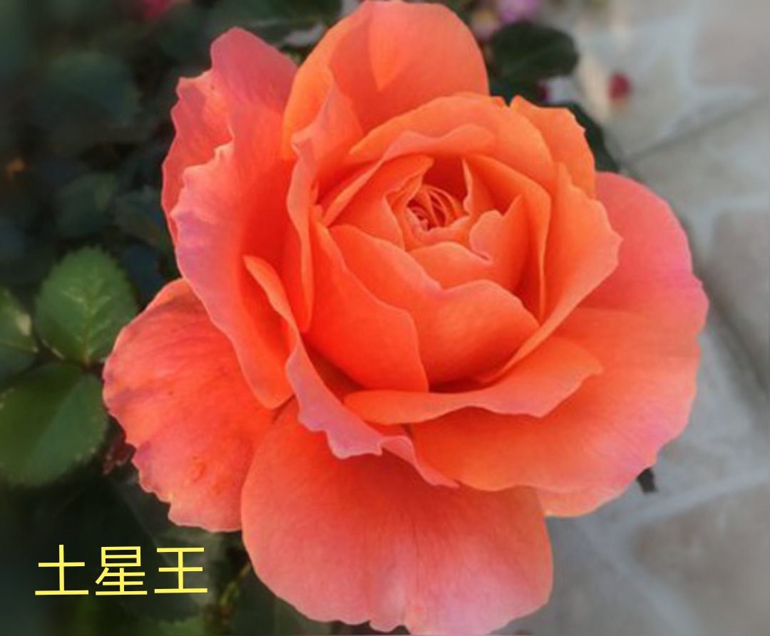 阳台系列月季品种大全,微型月季藤本月季