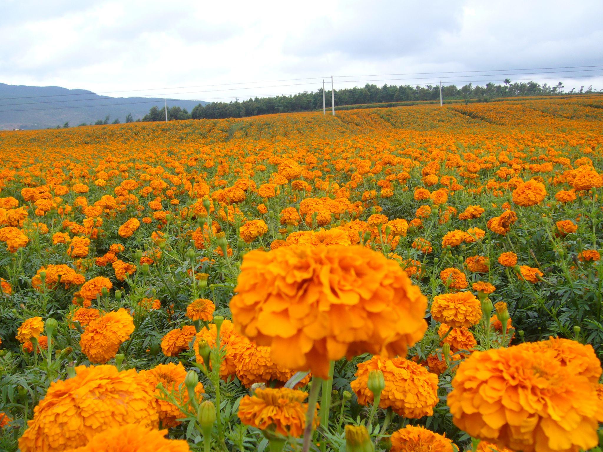 叶黄素对眼睛有什么好处和坏处,叶黄素是什么有什么作用