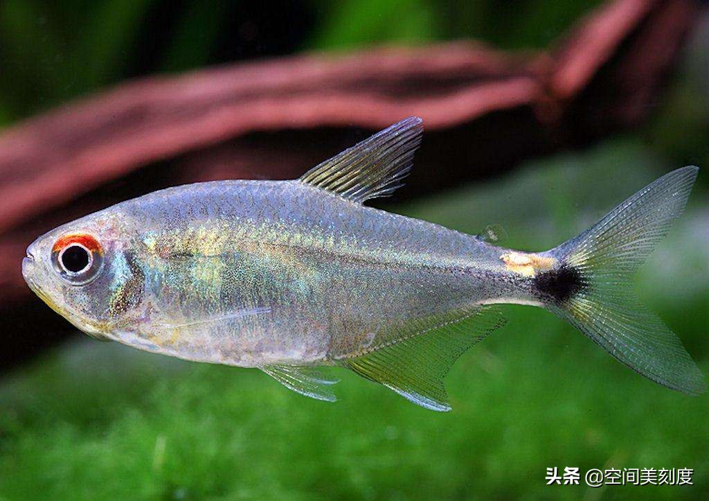 水中精灵大型鱼,水中精灵无与伦比的美