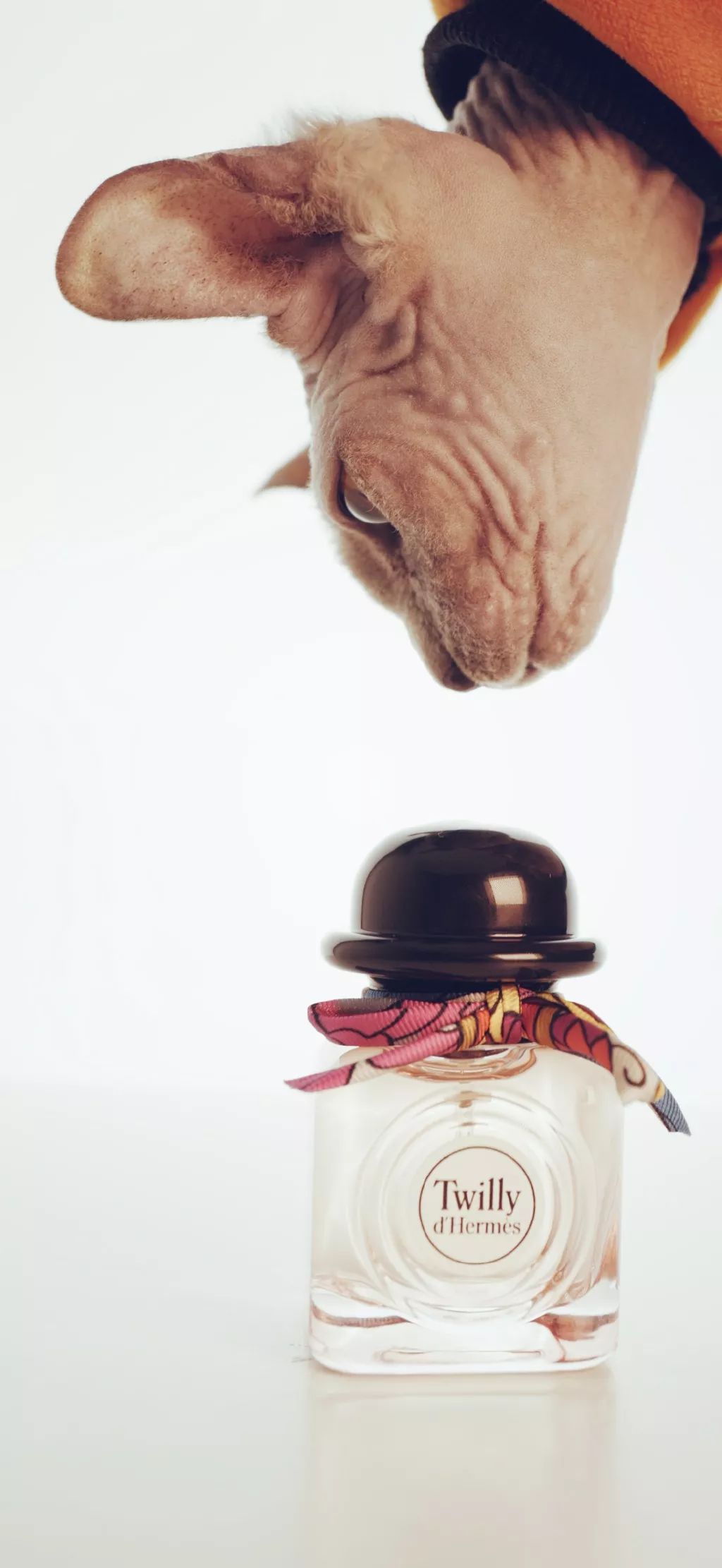 骞村害棣欐按鎺ㄨ崘鐩樼偣,骞村害澶х墝棣欐按