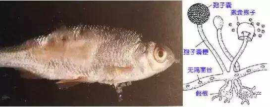 如何治水霉病,治水霉病最简单的方法水产