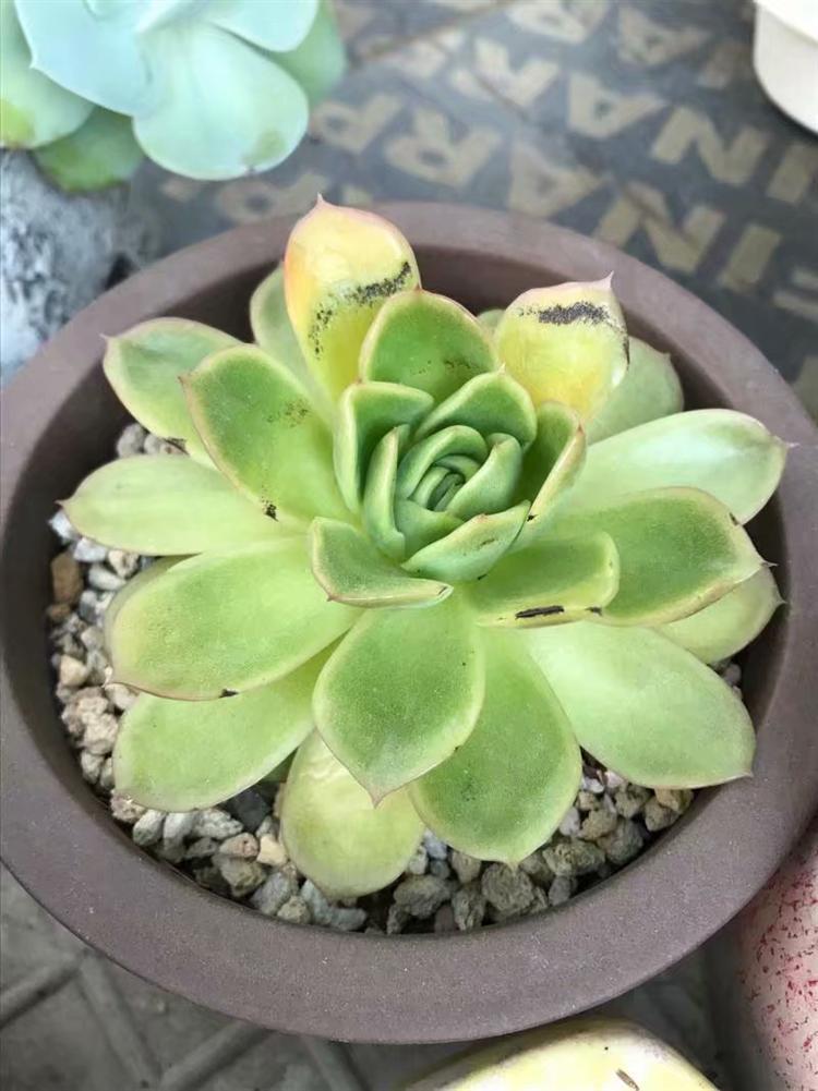 哪些多肉淋雨容易死,多肉怎么防止水腐病