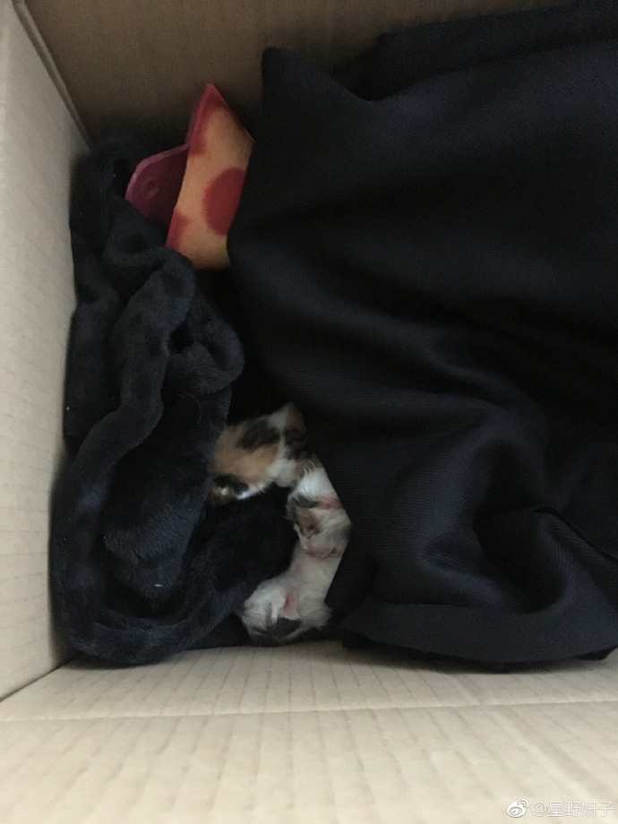 发布领养狗的朋友圈,发布宠物领养文字