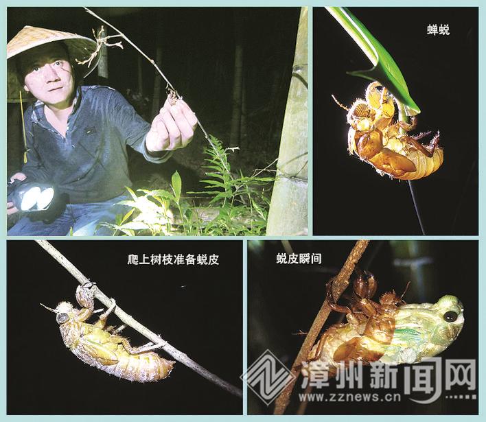 夏夜程溪村民忙捕蝉,龙海夏夜程溪视频