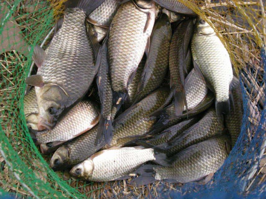 野钓窝子有鱼不咬钩什么原因,野钓窝里有鲫鱼但是不咬钩