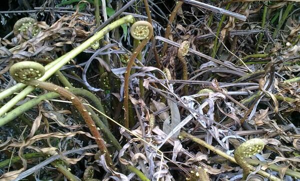 看看这些野菜你们家乡有吗？