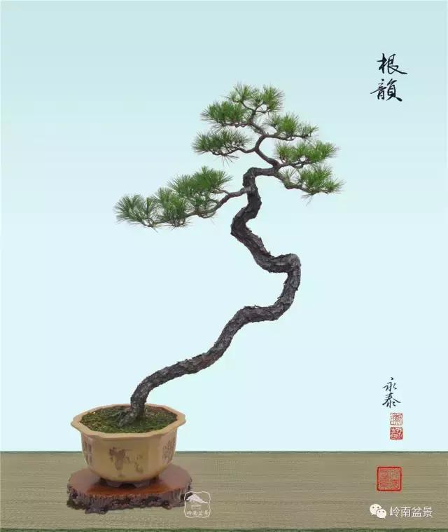 盆景欣赏苍劲有力老桩,精品盆景寒枝欣赏