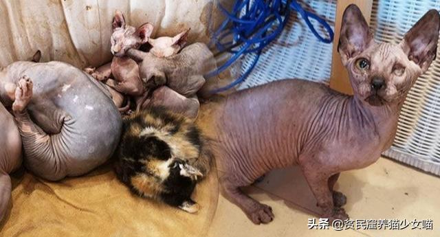 强迫接客，生病被弃，猫咖中猫咪的生存真相，根本没有那么光鲜