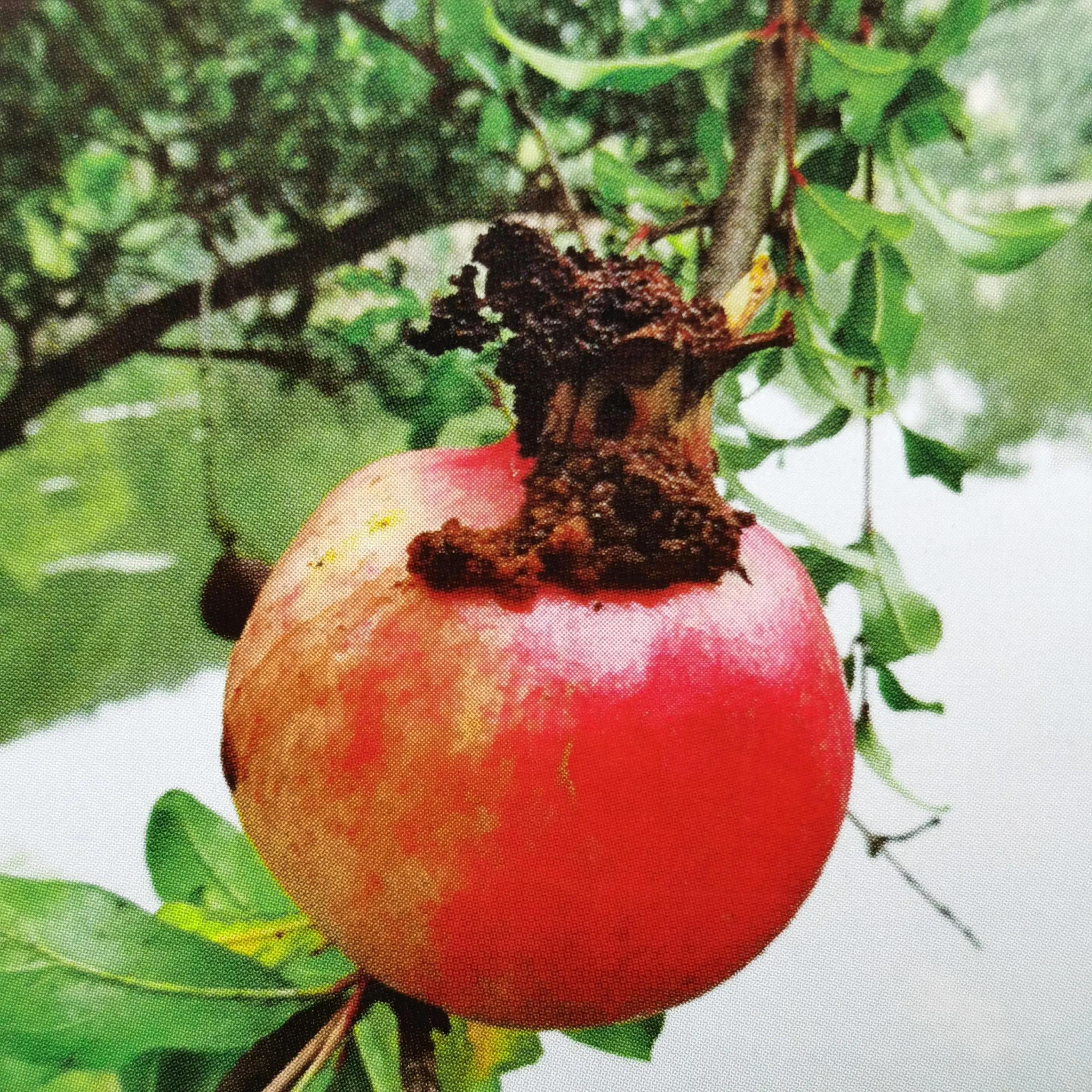 突尼斯软籽石榴树安全过冬方法,食心虫蛀虫