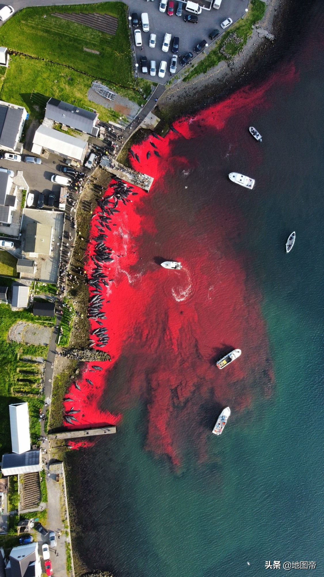 围杀领航鲸，血溅法罗群岛，丹麦不怕航拍吗？