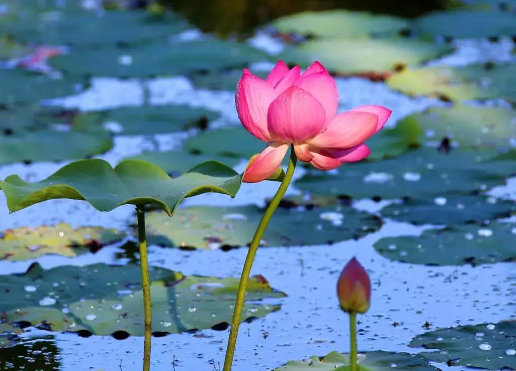全国十大最佳赏荷好去处,沈阳赏荷花攻略