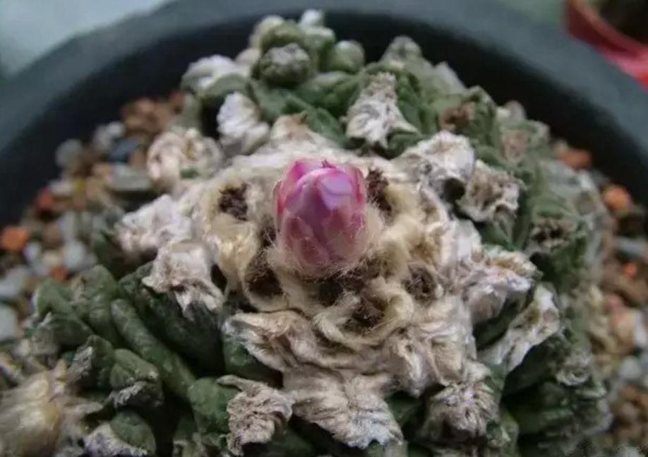 现在的天价多肉,多肉的由来和来历