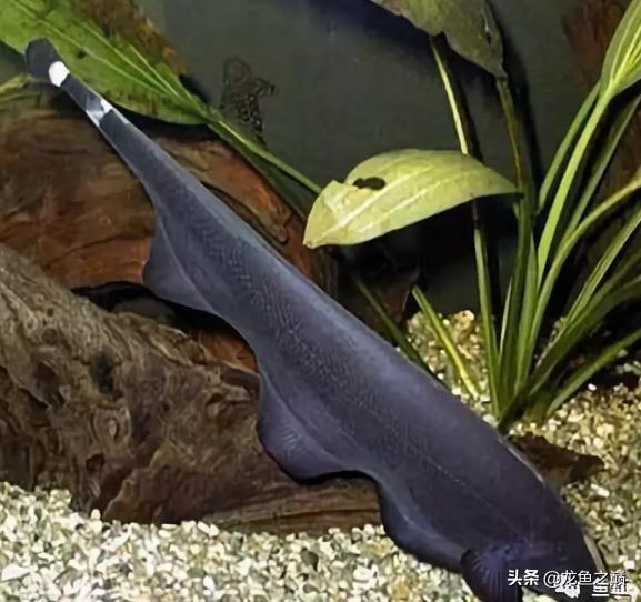 龙鱼喜欢打架,龙鱼混养虎鱼打架