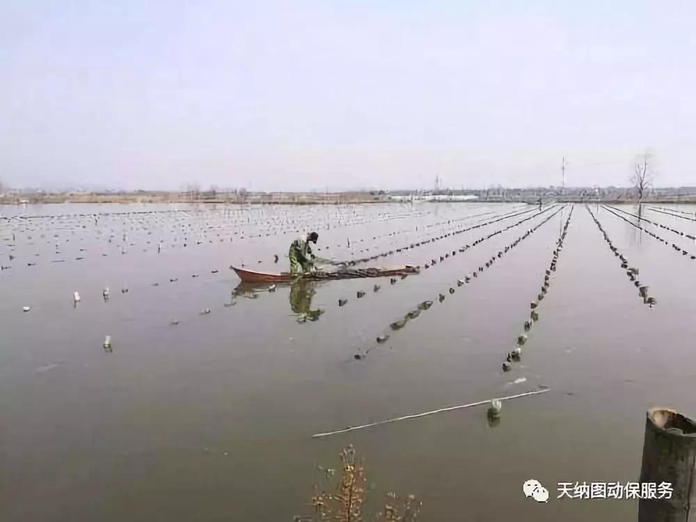 水产养殖水质老化怎么办,养殖水质的管理技术