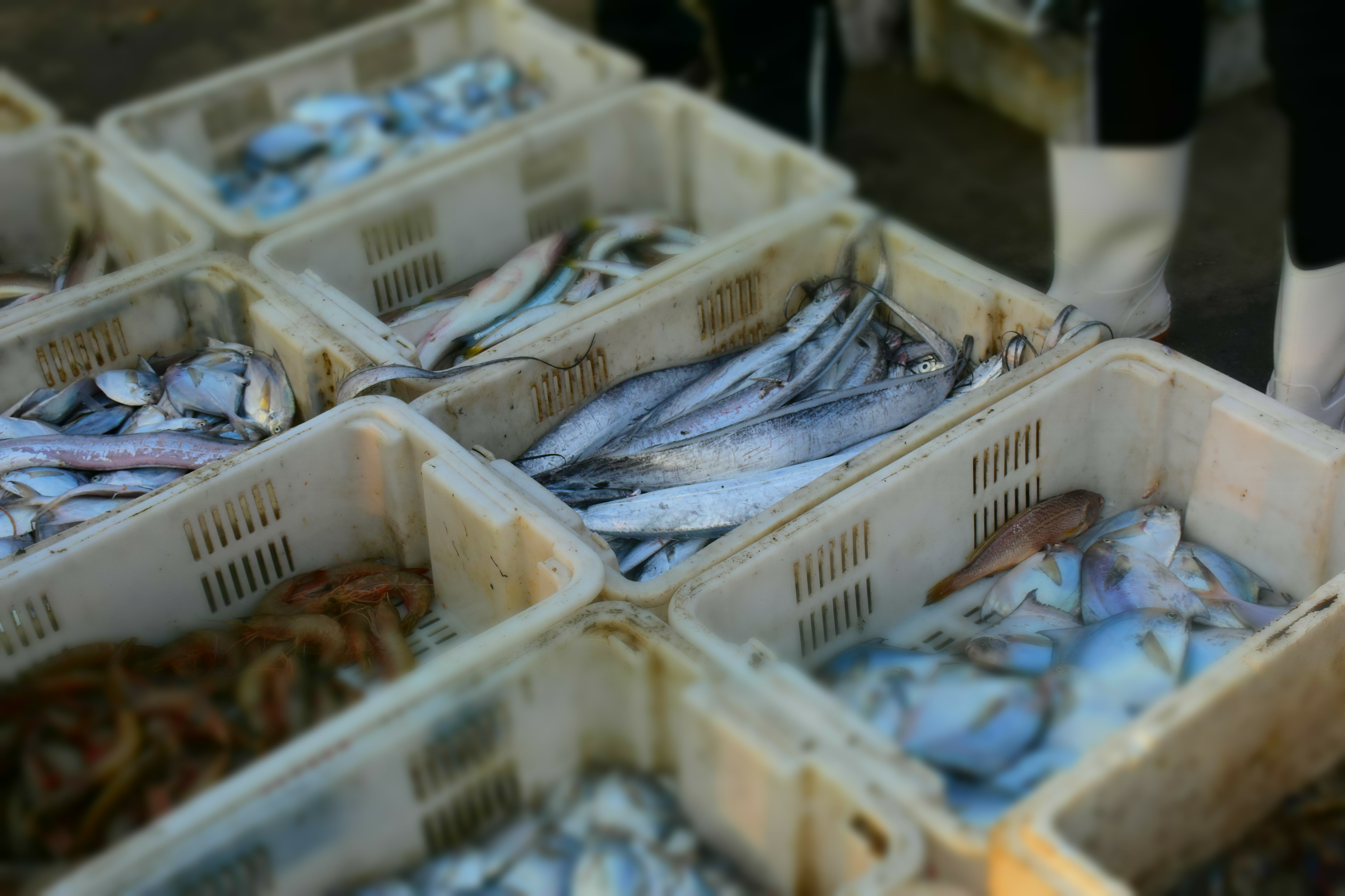 娓旀腐鐮佸ご鏂伴矞娴烽矞,娓旀腐鏂伴矞娴烽矞