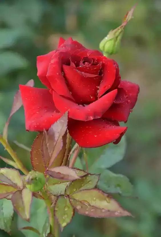 至爱之花,至爱之花歌曲