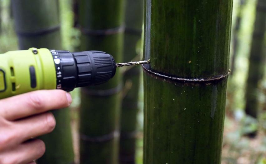 竹筒酒为什么这么火,曾经很火现在没落的白酒