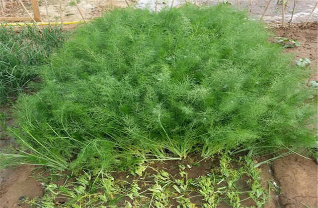 球茎茴香种植方法生长时间,球茎茴香栽培技术视频