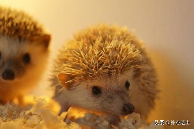 你还了解哪些关于刺猬的知识,查阅关于刺猬的资料了解他的习性