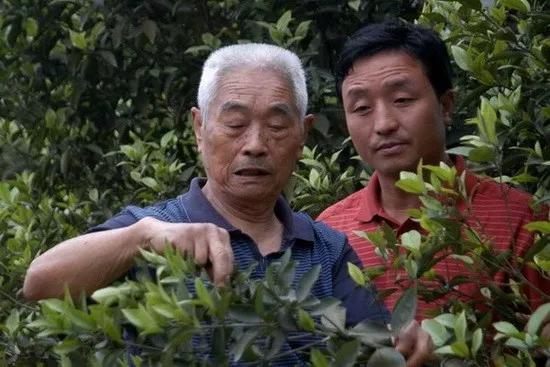 柑橘抽出夏梢还可以施肥吗,柑橘如何施肥防治病虫害