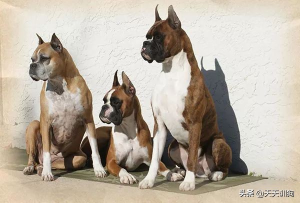 为什么德国犬种那么多,德国大型犬有哪些
