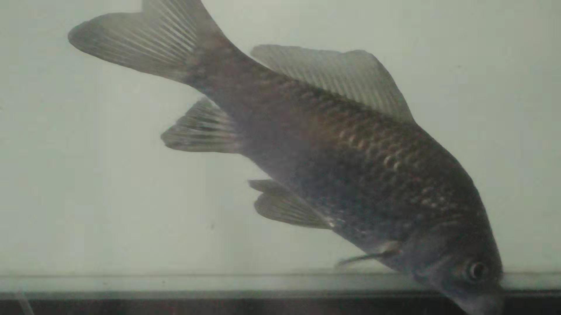 矶竿的正确使用方法,矶竿用法