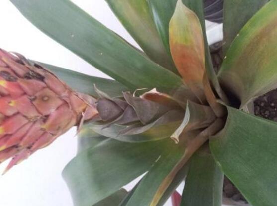 鸿运当头叶子发黄拯救的正确方法,鸿运当头叶子发黄的解决方法