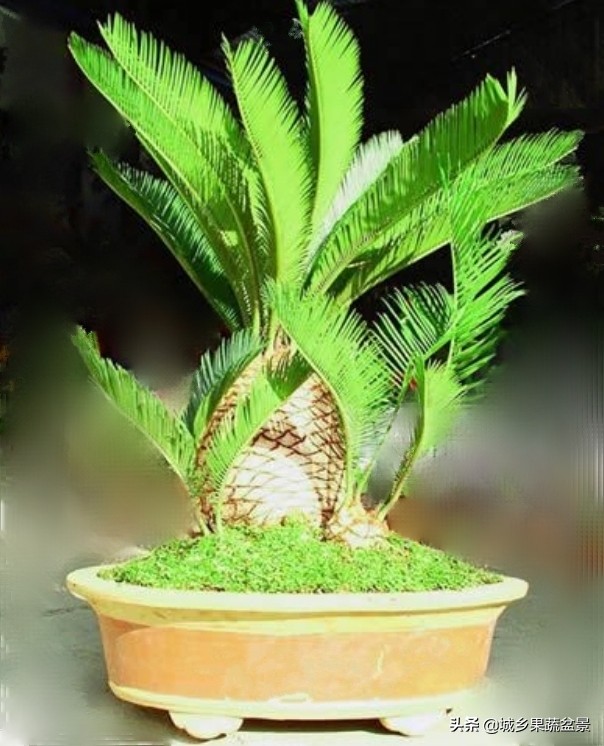 铁树盆景养殖技巧,铁树盆景制作全过程